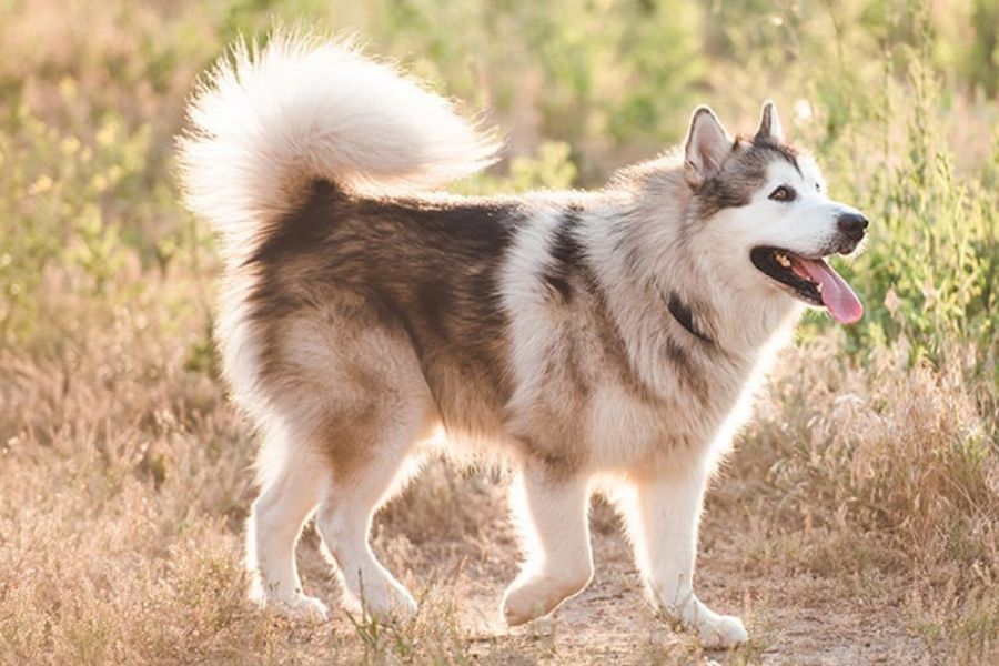 Chó Alaska có phần đuôi dài, dày lông hơn Husky.