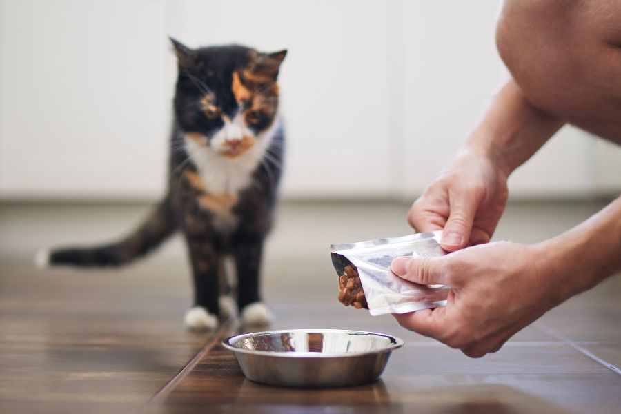 Chế độ ăn uống phù hợp giúp phòng ngừa tình trạng mèo nôn ra bọt trắng.