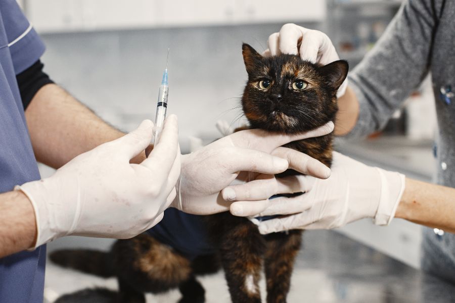 Phương pháp điều trị mèo bị tiêu chảy nặng, xuất huyết, co giật.