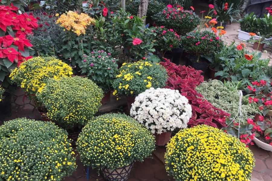 Lựa chọn chậu hoa, cây cảnh làm quà Tết tặng bạn bè, người thân.