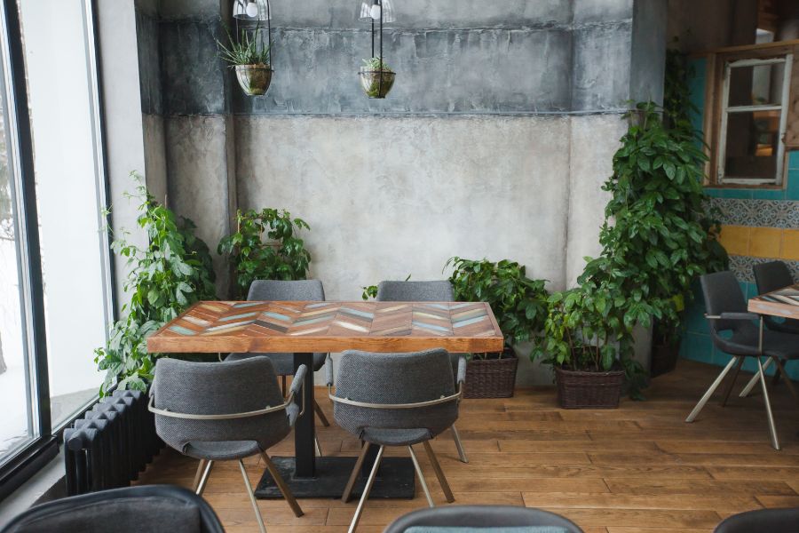 Một số loài cây phong thủy có ý nghĩa may mắn khi trang trí trong quán cafe.