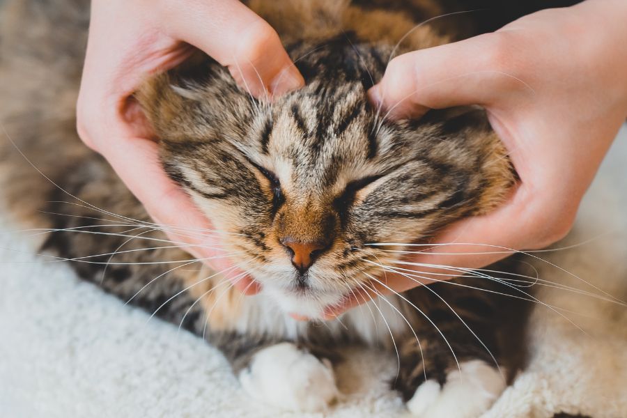 Mèo rụng lông có thể bị tác động bởi stress và ảnh hưởng tâm lý.