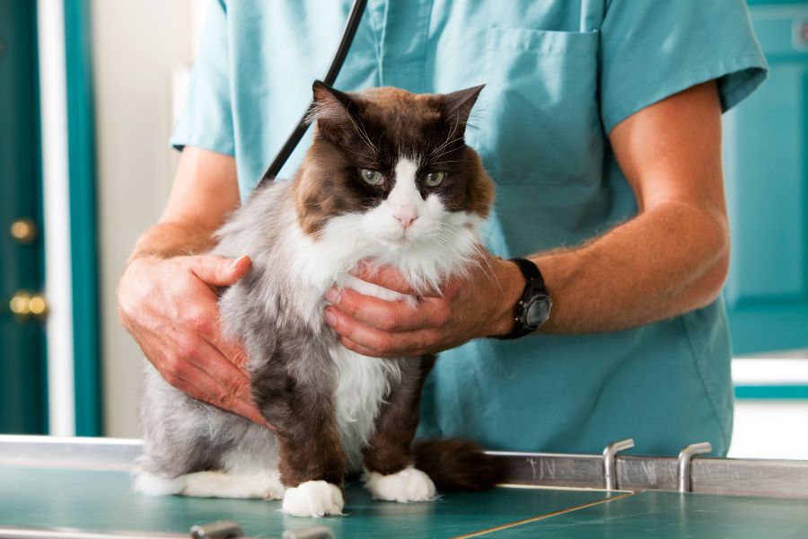 Thường xuyên thăm khám bác sĩ thú y để ngăn chặn mèo bị rụng lông nhiều hơn.