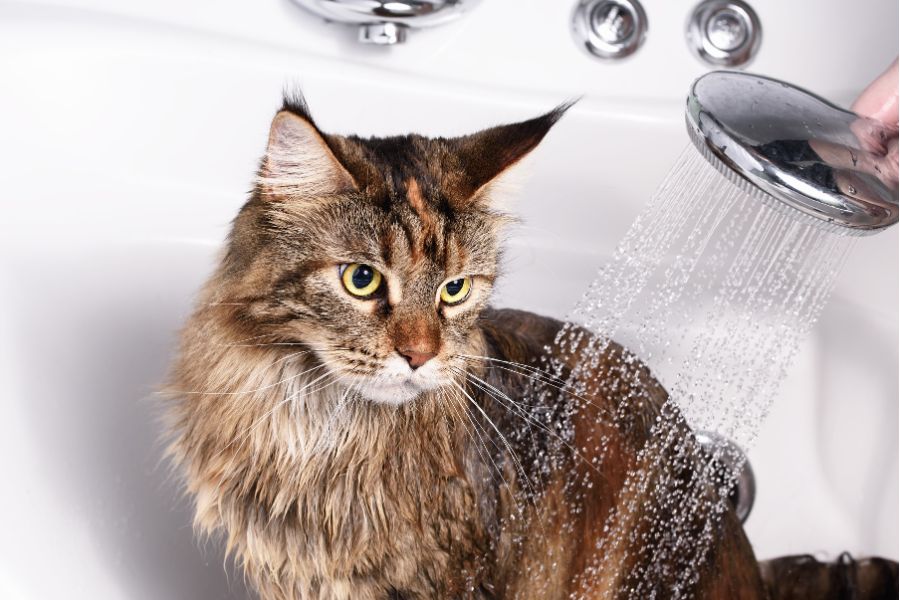 Tắm rửa thường xuyên cho mèo 2-3 lần/tuần để hạn chế mèo rụng lông nhiều.