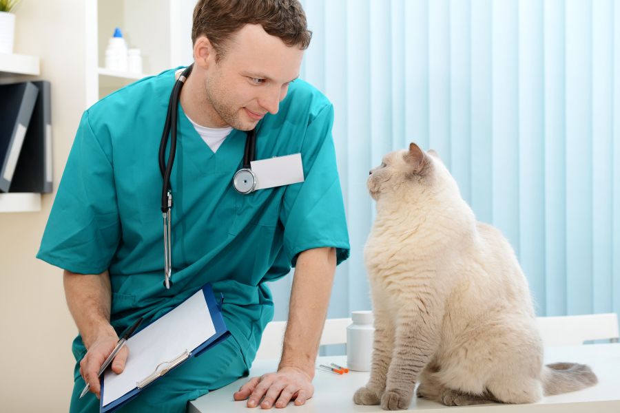 Khi mèo rụng lông nhiều bất thường nên được thăm khám bác sĩ.