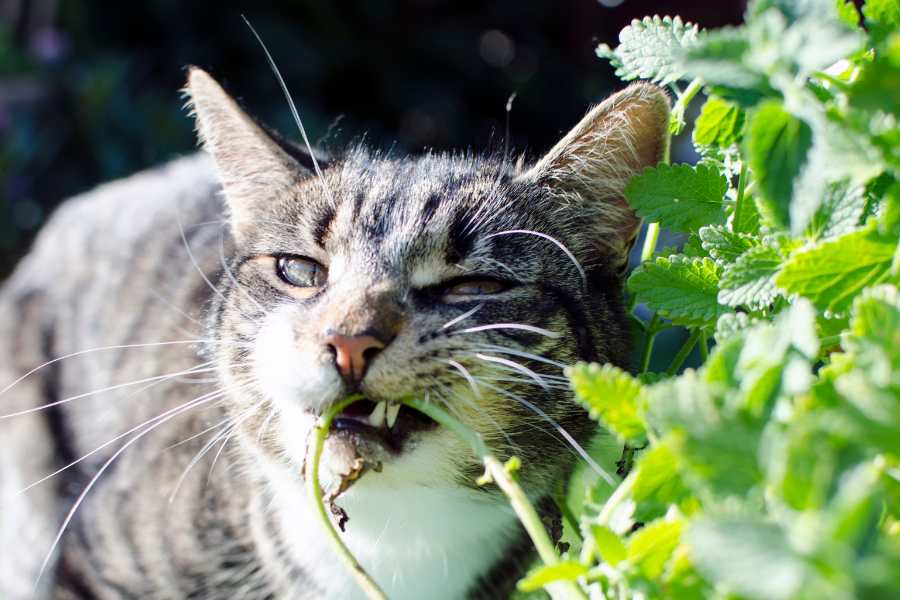 Một số loại thảo dược có công dụng rất hiệu quả trong việc điều trị bệnh ghẻ ở mèo.