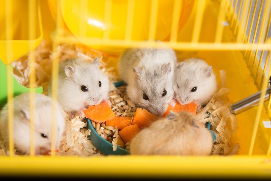 Chuột Hamster chủ yếu ăn những loại hạt ngũ cốc như hạt dẻ, hạt bí.
