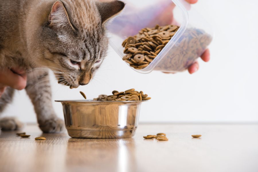 Thức ăn chứa thành phần kích ứng làm mèo bị tiêu chảy.
