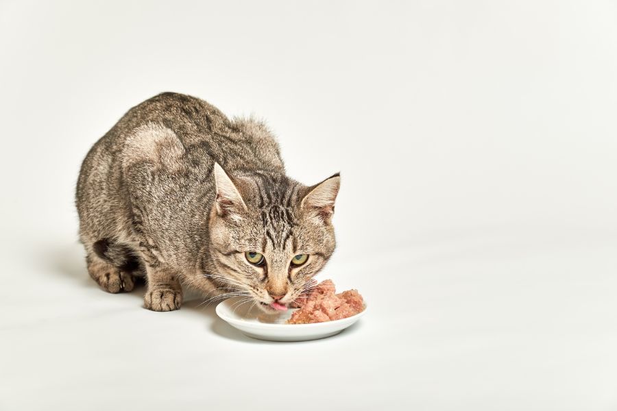 Thức ăn gây rối loạn tiêu hoá làm mèo bị tiêu chảy.