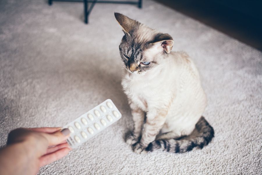 Tuyệt đối không dùng thuốc hạ sốt bừa bãi cho mèo.