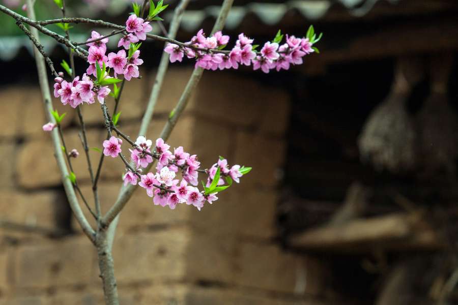 Hình ảnh đẹp về bông hoa đào mười cánh.Hình ảnh đẹp về cành hoa đào hồng phấn trước cửa nhà
