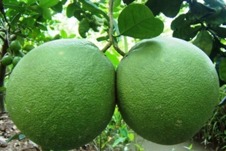 Quả bưởi là loại trái cây được chưng phổ biến vào dịp Tết.