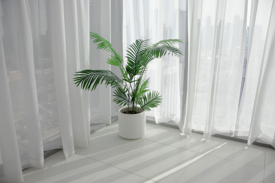 Nên đặt cây dừa cảnh ở nơi có ánh sáng trung bình như gần cửa sổ trong quán cafe.