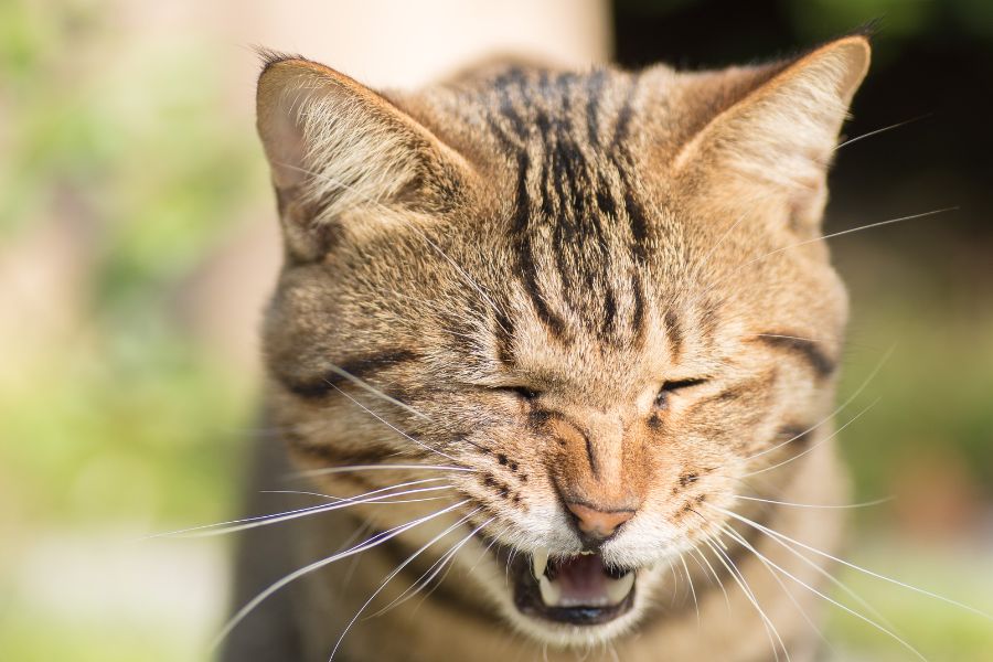 Những triệu chứng phổ biến phát hiện mèo bị hắt xì hơi.