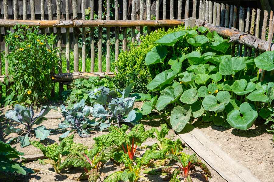 Để tiết kiệm chi phí, có thể tự trồng một số loại rau củ tại nhà rất dễ dàng.
