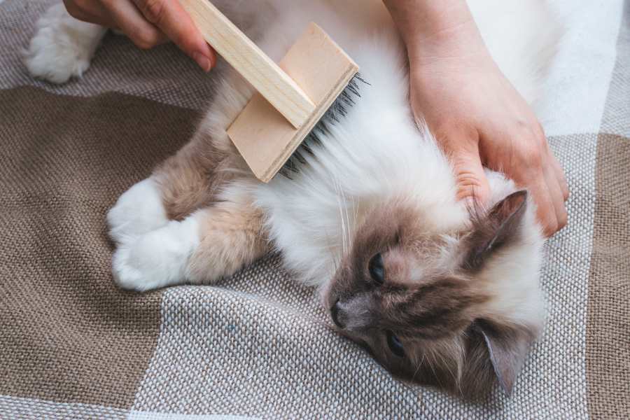Đảm bảo khu vực sinh sống và vui chơi của mèo luôn được khô ráo, sạch sẽ.