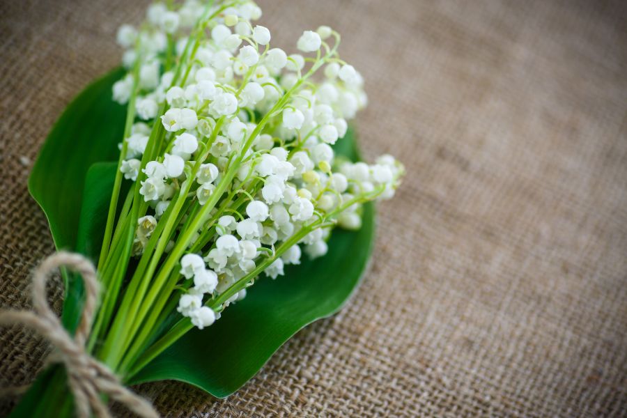 Hoa Linh lan được coi là biểu tượng của sự thể hiện lời xin lỗi chân thành và ngọt ngào.