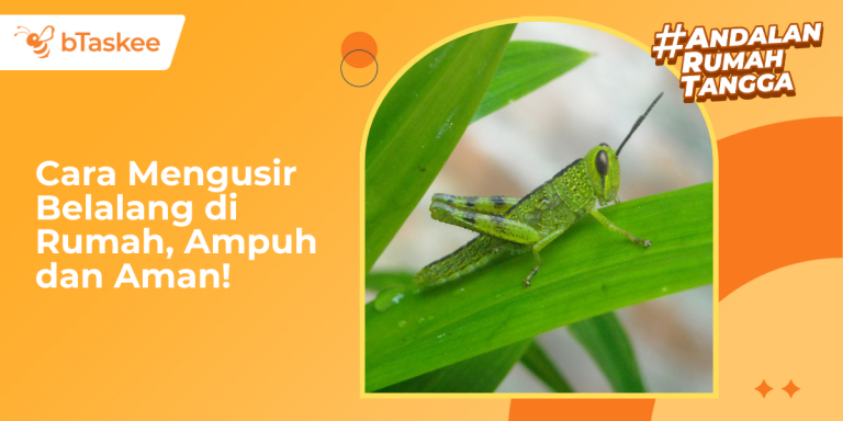 Cara Mengusir Belalang di Rumah​