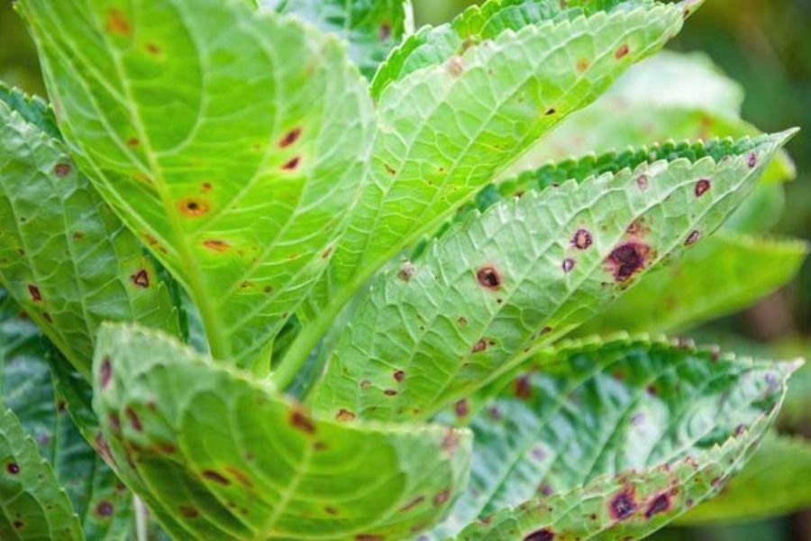 Bệnh đốm lá thường gặp trên cây cẩm tú cầu.