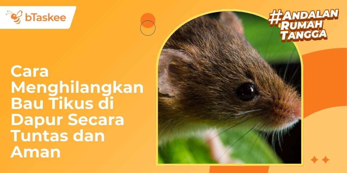 cara menghilangkan bau tikus