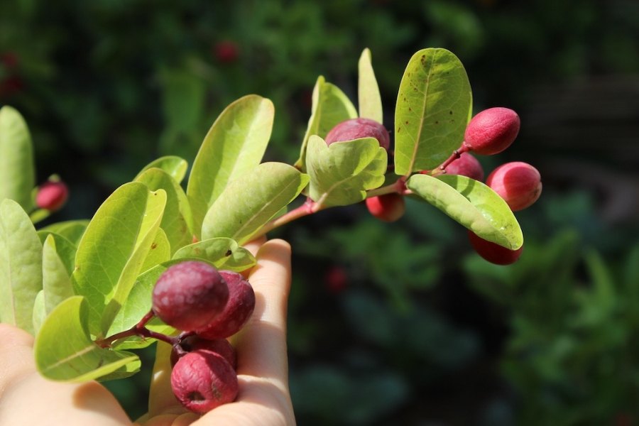 Cắt tỉa bớt lá thừa để cây tập chung dinh dưỡng cho quả.
