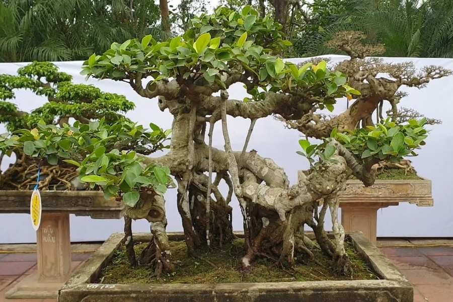 Cây đa bonsai dáng long quy đầu.