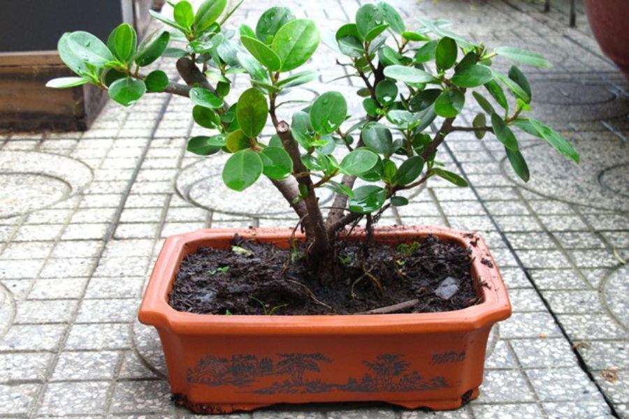 Cây đa bonsai size vừa, được nhiều người yêu thích.
