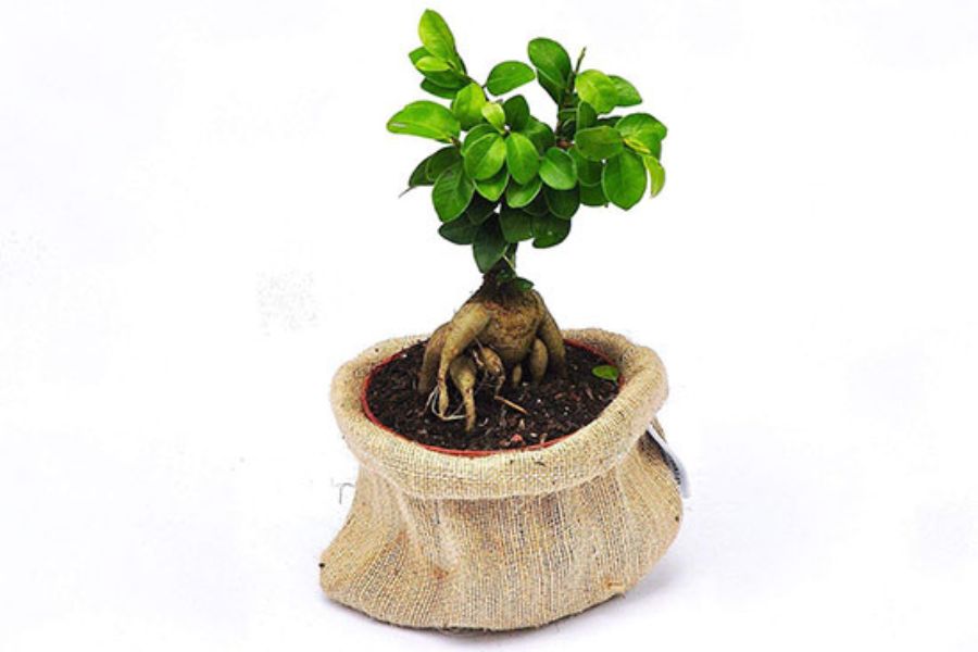 Cây si bonsai dáng hình nhân nhỏ nhắn và đẹp mắt.