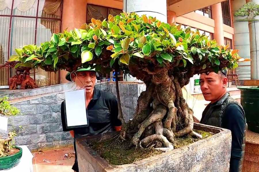 Giống si đỏ được trồng làm cây cảnh bonsai.