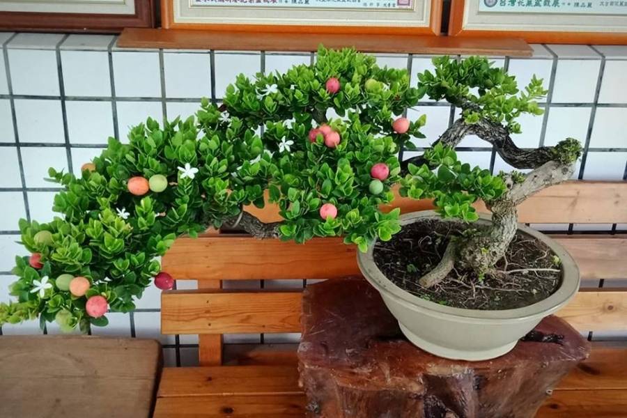 Cây siro bonsai để bàn được nhiều người yêu cây cảnh săn đón.