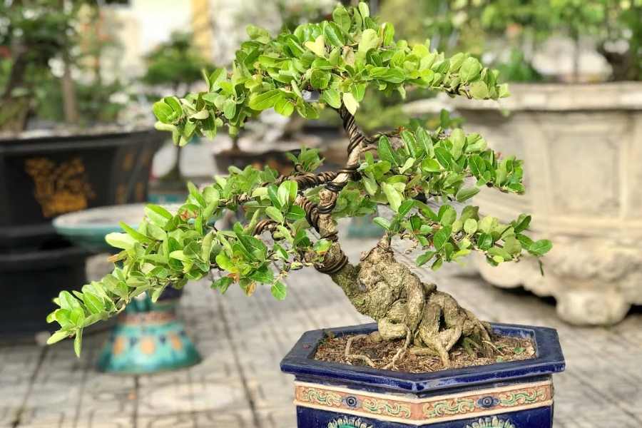 Cây siro bonsai dáng cơ bản.