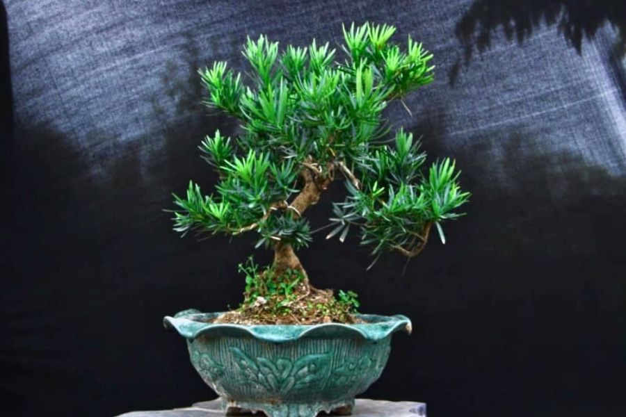 Mẫu Tùng La Hán bonsai thế cơ bản, được nhiều người lựa chọn.