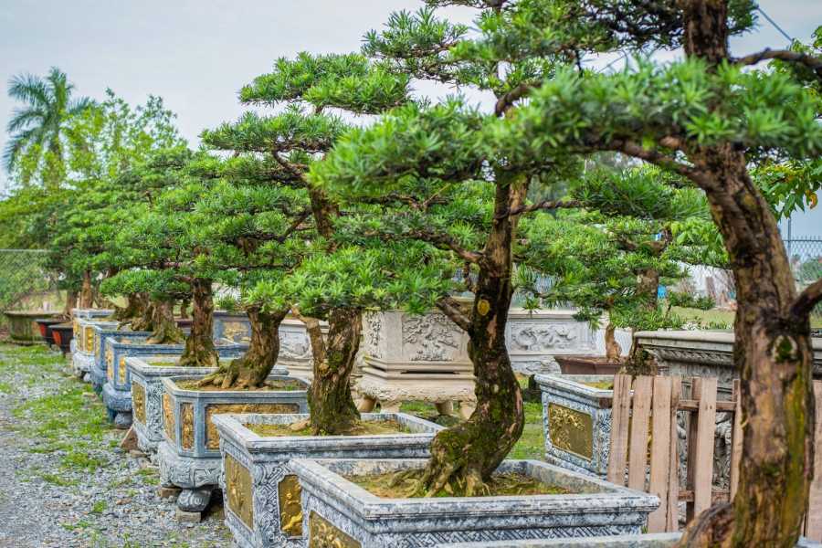 Tùng La Hán là giống cây thân gỗ, lâu năm.
