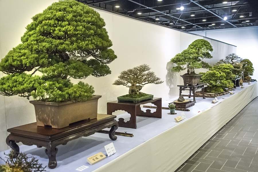 Tổng hợp các mẫu Tùng La Hán bonsai sang trọng, đồ sộ được nhiều người săn đón.
