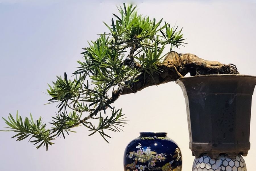 Mẫu Tùng La Hán bonsai dáng diệu diệu thục thí.