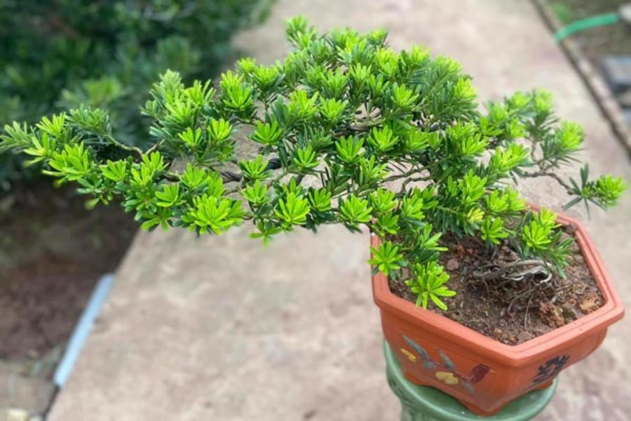 Mẫu Tùng La Hán bonsai dáng mini.