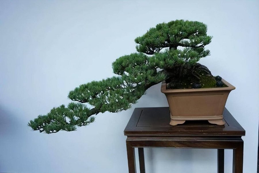 Mẫu Tùng La Hán bonsai thế thác đổ.