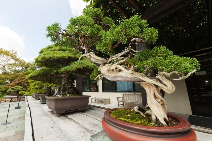 Mẫu Tùng La Hán bonsai thế thoát tục.