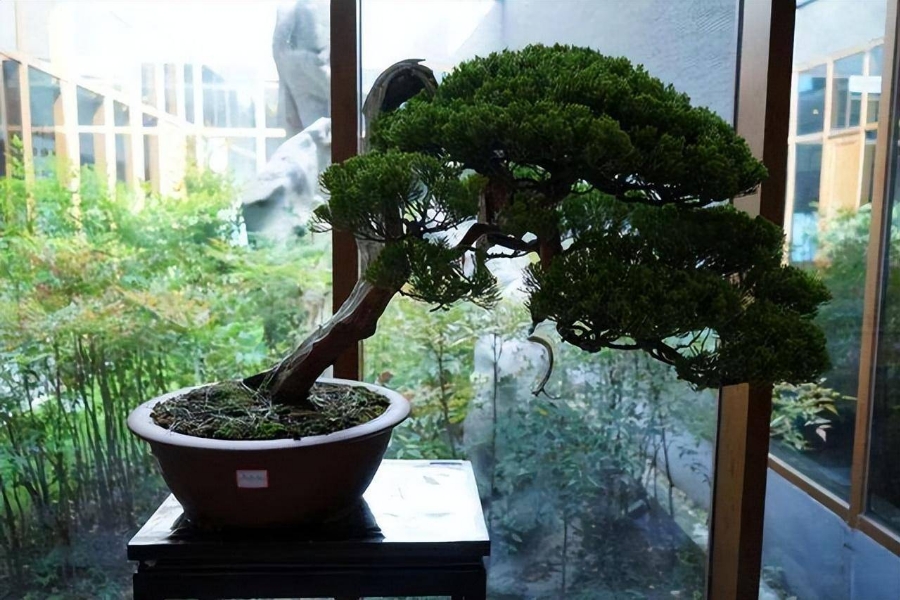Mẫu Tùng La Hán bonsai thế xuy phong.
