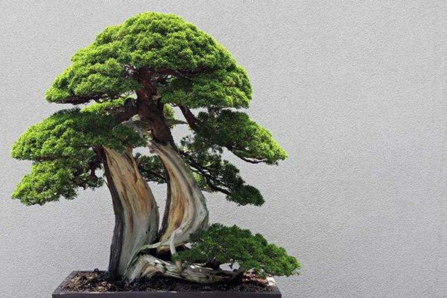 Mẫu Tùng La Hán bonsai dáng long ly quy đầu.