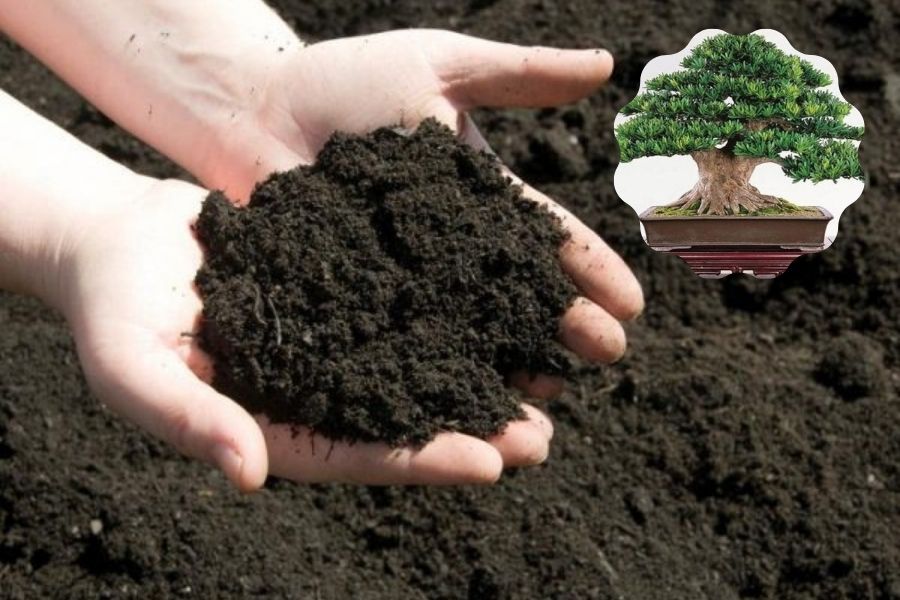 Sử dụng giá thể đất có độ tơi xốp cao để trồng cây.