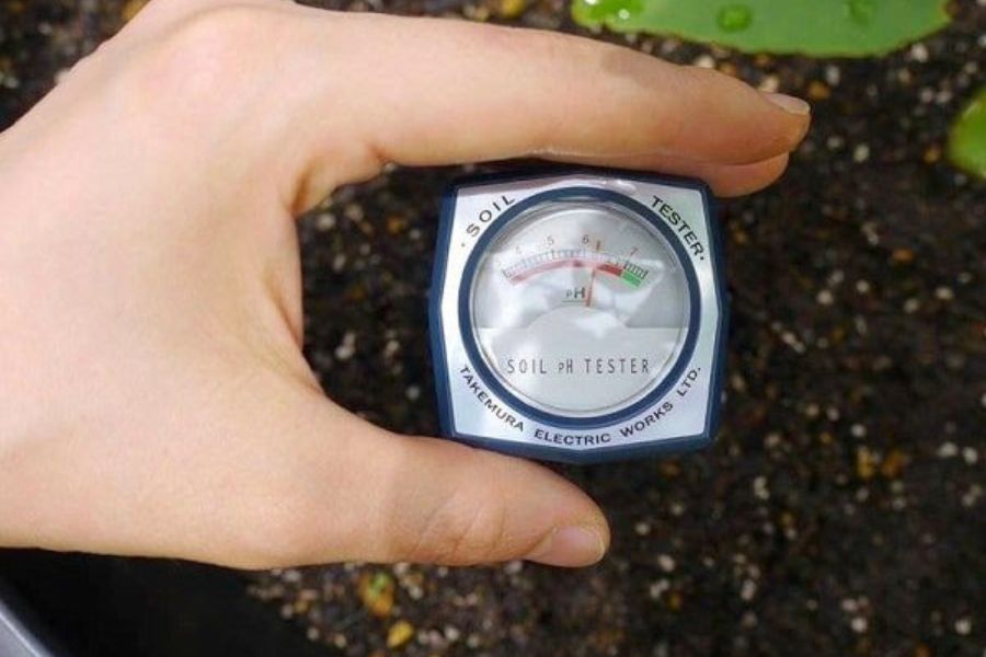 Thường xuyên đo độ ẩm đất trồng cây cẩm tú cầu.