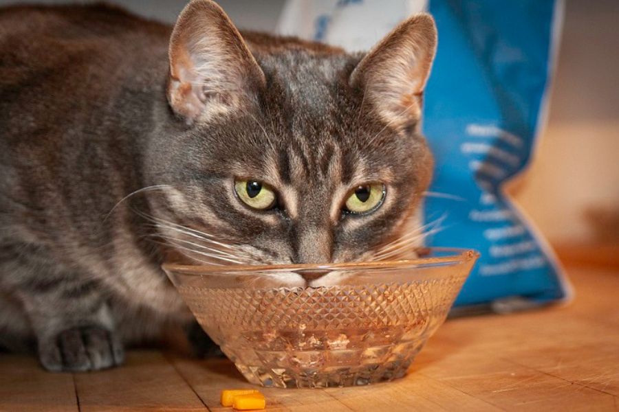 Bổ sung các loại hạt khô cho mèo ALN.