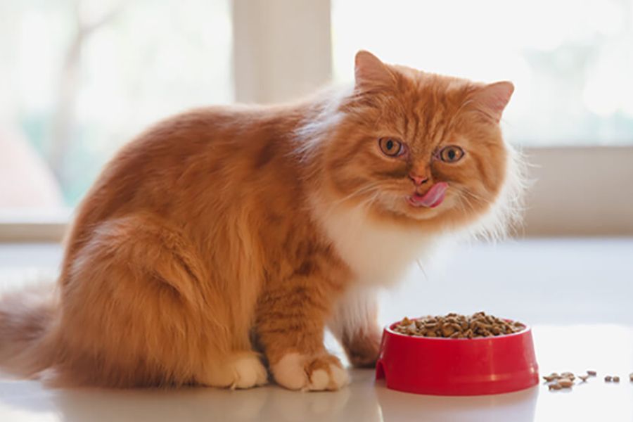 Thức ăn khô dành cho mèo ALN.