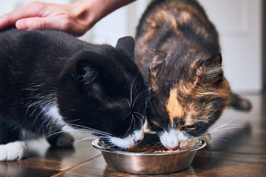 Bổ sung đầy đủ nguồn dinh dưỡng cho mèo ALN phát triển khỏe mạnh.