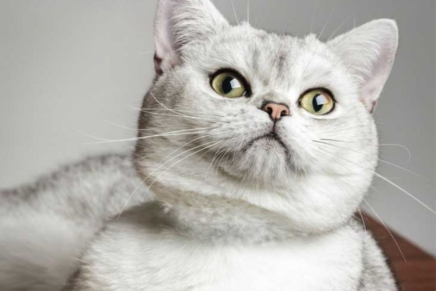 Màu xám khói đặc trưng ở mèo Anh lông ngắn.