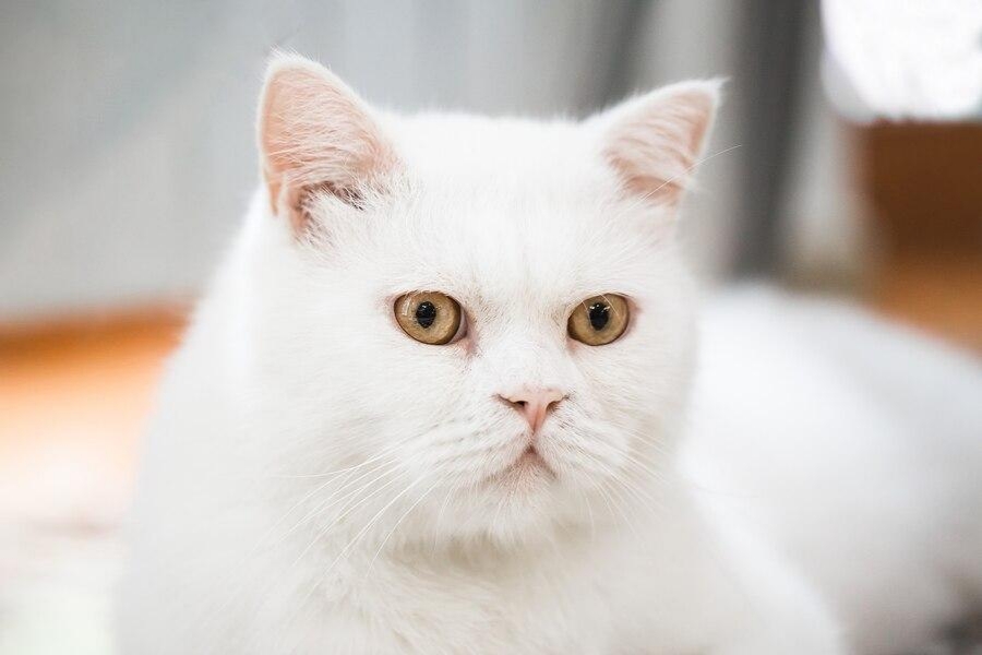 Màu mắt nâu, đồng tử đen và phần rìa pha màu xanh lá cây ở mèo Anh lông ngắn.