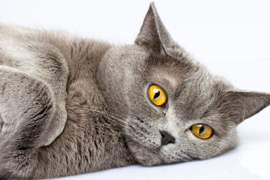 Giống mèo Anh lông ngắn sở hữu hai màu mắt vàng lấp lánh.