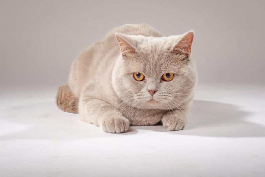 Bộ lông mềm mịn với màu ginger sắc cam ở mèo Anh lông ngắn.
