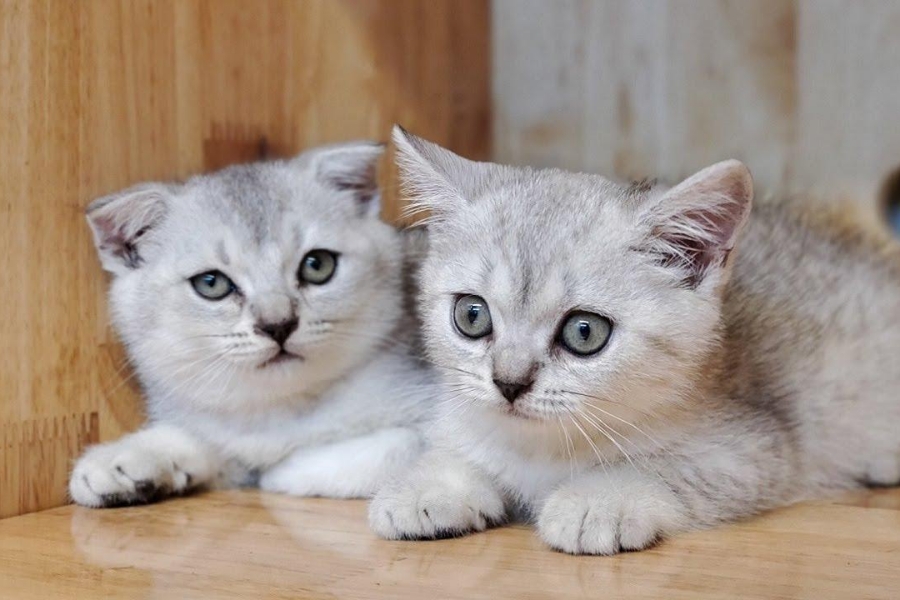 Màu lông lilac xám xuyết bạc rất đặc biệt có ở giống mèo Anh lông ngắn.